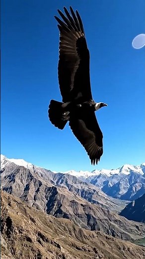 Andean Condor Gliding in Real Time