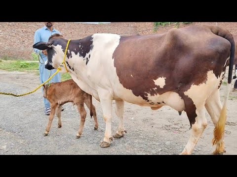 Chulstani Friesian cross cow for sale in Pakistan | 08/10/2025