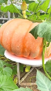 1.6M views · 5.9K reactions | Best method and unique ideas for the grafting of fruit trees #grafting #plants #garden #tree #work #green #flower #gardenlife #gardendesign #beautiful #art #mygarden #architecture #trees | Sophia Delagarza | Facebook