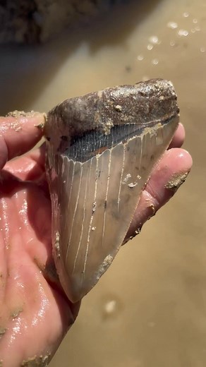 We dug deep into the mud of South Carolinas low country in search of fossils from millions of years ago and check out what we found! The clients for the day managed to score some incredible megalodon teeth, Angustiden teeth and many other fossils! If you want the chance to make your dream fossil discovery what are you waiting for? Book a tour with @palmettofossilexcursions today! #fossil #sharkteeth #fossilhunting #outdoors #megalodon #shark #explorer | endless_search_