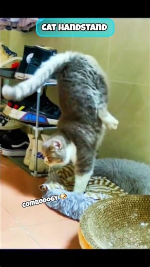 Cat Vs Kid prt11|| Handstand #catvskid