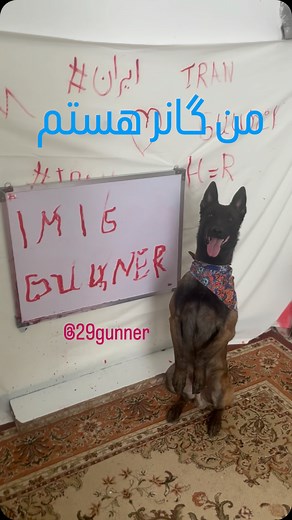 @29gunner on Instagram‎: "#اکسپلور #اینستاگرام #گانر #ایران #malinoisworld #malinois #نقاش #باهوش #blackmalinois #puppy #dog #سگ #iran #reel درود ب مردم کشورم ایران تقدیم نگاه زیباتون"‎
