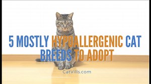 5 Mostly Hypoallergenic Cat Breeds To Adopt