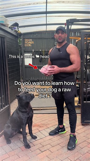 How to Feed Your Dog a Raw Diet