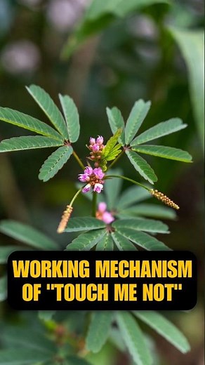 Working Mechanism of "Touch me not" by VMC Medical