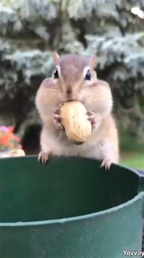 🐿️ 3 Amazing Chipmunk Facts! 😍