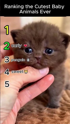 Ranking the Most Cunning Animals Ever 😍​😍​