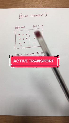 Understanding Active Transport: Process, Examples, and Significance