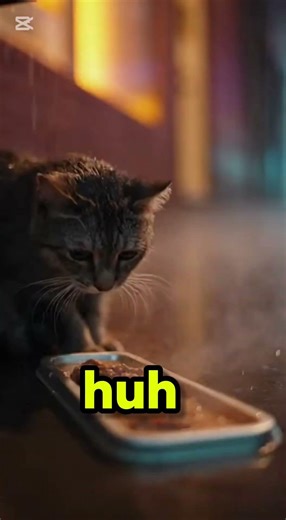 kind man saves a cat from being homeless