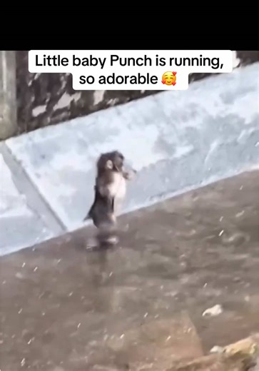 Adorable Baby Punch Full of Energy