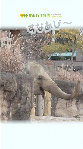 【東山動植物園公式】ある日のワルダー《 アジアゾウ ゾウ 》