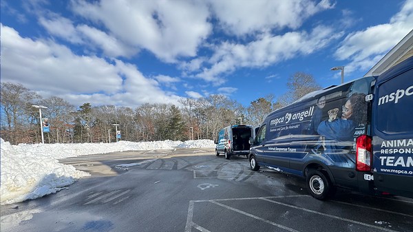 Animal adoption center offers shelter for pets after Cape Cod storm