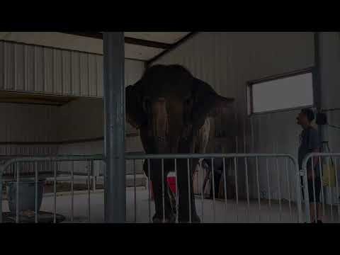 Endangered Ark Foundation in Hugo, OK: Elephant Conservation and Family Tours