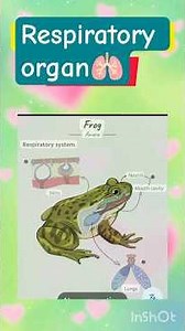 different animals respiratory organ#biology