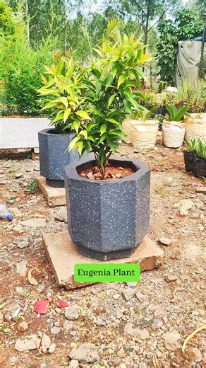 Eugenia Plant Care: Tips for Thriving Growth