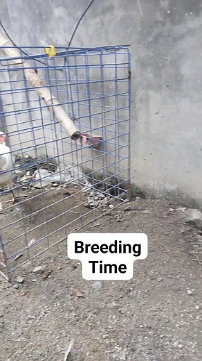 White kelso x goldenboy sweater White kelso x white kelso | Teodorico Dela Cruz