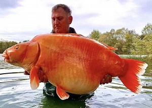 Il pêche le plus gros poisson rouge du monde, sa taille est impressionnante !