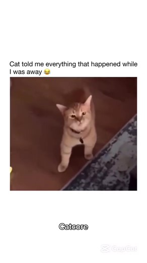 Part 229 | Orange cat behavior! Funny cat videos #funnycats #funnyanimals #funnypets #creatorsearchinsights