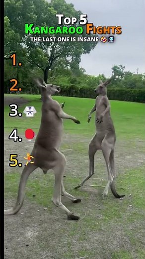 Top 5 WILDEST Kangaroo Brawls You Won't Believe!