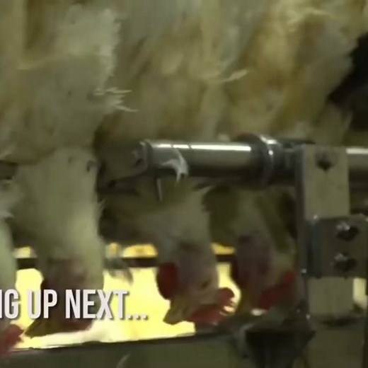 Modern Chicken Meat Processing Factory | Chicken Factory #modern #chicken #meat #processing #factory #food #asmr #trending