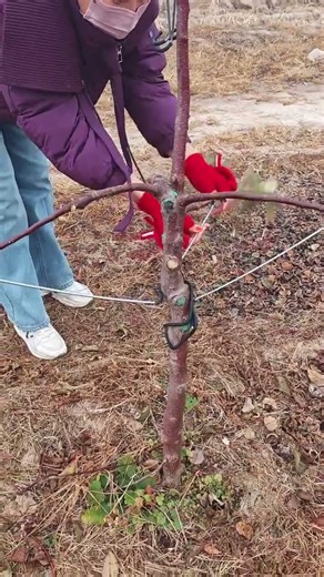 Fruit Tree Branch Trainers: The Secret to Perfect Tree Shaping!