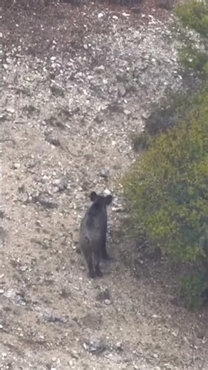 Intense Hog Hunting Adventure in the Wilderness