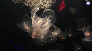 The shimmering rainbow colors you see on these enchanting comb jellies are not bioluminescence, but instead rows of tiny cilia that diffract light into making rainbow colors! 🌈 These rows of cilia divide each jelly into eight symmetrical sections and resemble a "comb," resulting in their name. Some fun facts: There are ~200 species of comb jellies, they eat ~500 copepods an hour, and they are made up of 95% water! Share this video and teach your friends family a few facts about comb jellies for