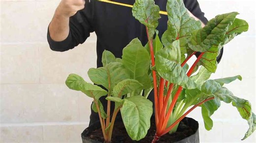 Plant Swiss chard in April avoid this common growing mistake