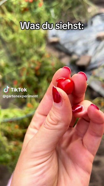 #exotic #growyourownfood #plant #fyp #fürdich #garten #selbstversorger #viral #potato #harvest