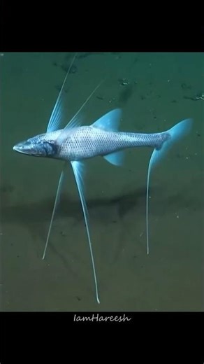 A Fish With Legs?! 😱🐟