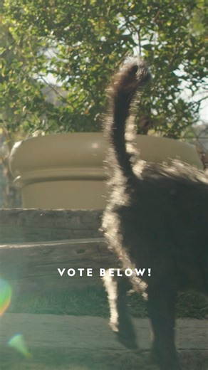 44K views · 669 reactions | Meet Pepper! Can you guess his dog breed?...