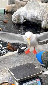 6.1K views · 207 reactions | What makes red-legged kittiwakes like Pribilof so special? Pribilof is named after the Pribilof Islands, which is one of only four known nesting sites for this adorable gull species. Their close relative, the black-legged kittiwake, is abundant in much larger numbers and a much larger range, outnumbering the red-legged kittiwakes by more than ten to one. | Alaska SeaLife Center | Facebook