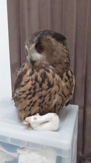 Smart owl with playing 藍藍 #owl #owls #birds #owlsofinstagram #nature #bird #owllover #art #wildlife #owlstagram #owllovers #birdsofinstagram #owllove #owlobsession #naturephotography #wildlifephotography #owlart #birdphotography #animals #photography #owltattoo #barnowl #handmade #birdsofprey #owlphotography #owleyes #eule #best #owlsome #love | Smart Skills | Facebook