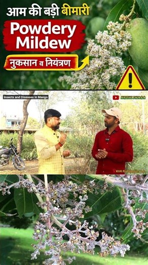 आम के बौर पर सफेद बीमारी! Powdery Mildew से बचाव कैसे करें