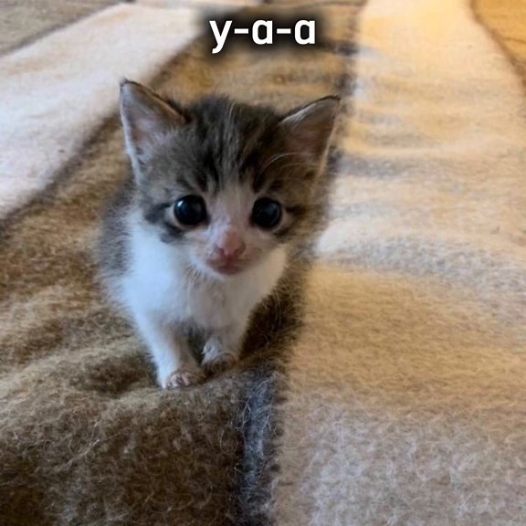 Measuring Cups for Accurate Baking and Cooking