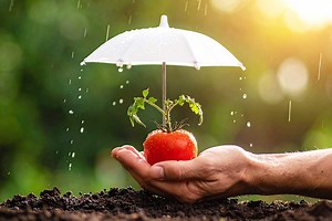 Pourquoi et comment protéger ses tomates de la pluie dans le jardin potager ?