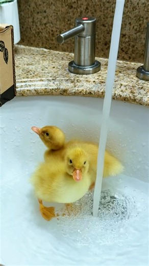 🐥💦Cute ducks love water so much that they want to swim in the sink #ducks #funnyducklings #duck