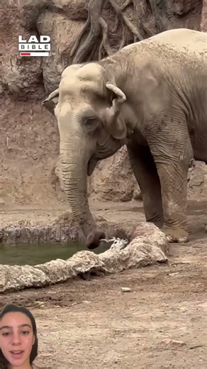 INACREDITÁVEL: Elefante salva Gazela #elephant #shorts #animals de um jeito que você nunca viu!