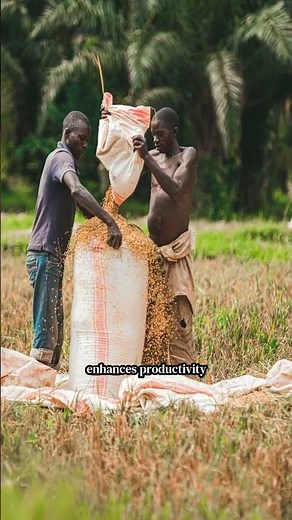 Best Practices for Sustainable Rice Farming