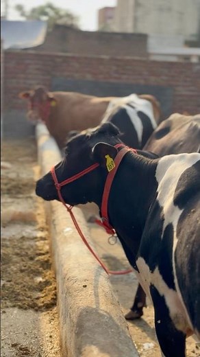 Day 53 Cow Giving Birth to Male Calf | Real Calving Process with Amniotic Fluid |⛑️⛑️