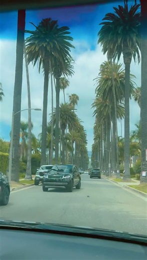 Exploring the Beautiful Palm Trees of Los Angeles, USA