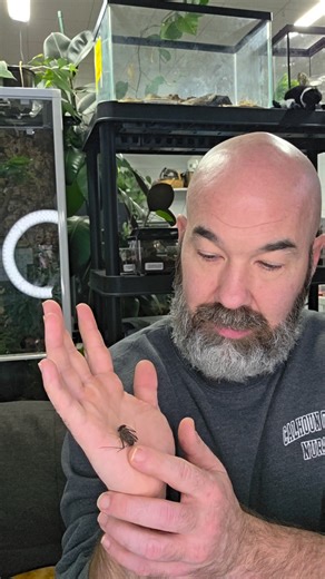 The tailless whip scorpion is a super cool little creature that isn't a scorpion at all. But is still an arachnid, because it technically has eight legs, even though the front pair aren't used for walking. Those elongated legs are highly specialized sensory organs, functioning more like antennae. Their cousin, the vinegarroon is also super cool and does have a tail, that can shoot acetic acid (hence the name). It's on my wish list, so stay tuned! #animalfacts #exoticpets #misunderstood | Aaron H