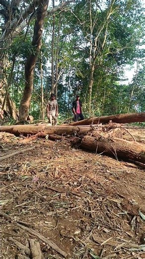 #How to pull a tree from a car stand