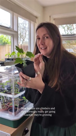 Luffa Update: I Almost Lost Them! 😱 Part 3 🌱