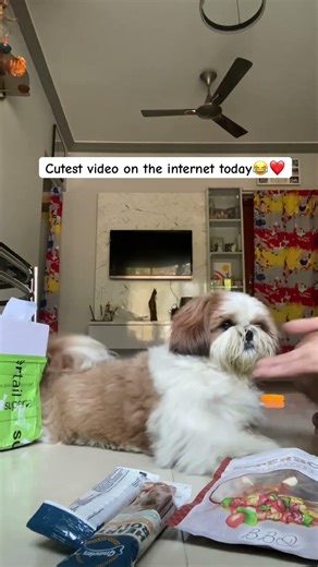 Cutest Shihtzu video❤️🐾 | Dog moments treats paw puppy #dogvideos #shihtzu