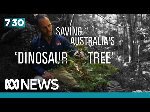 The top secret mission to preserve the 'botanical find of the century' | 7.30