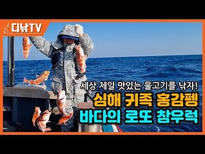 Catch the world's most delicious fish in Busan! Deep-sea aristocrats like the red snapper and the...