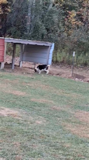 1.6K views · 12 reactions | My silly Bell, all day doing this! | Dolly Wilson | Facebook