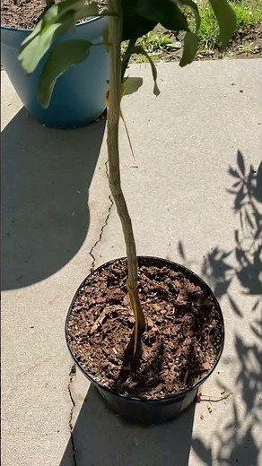 Owari Satsuma in Containers – Zone 8b Success