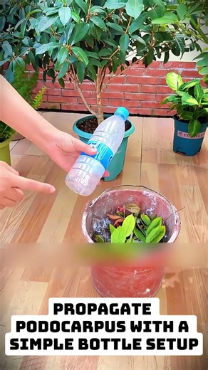 Propagate Podocarpus With a Simple Bottle Setup
